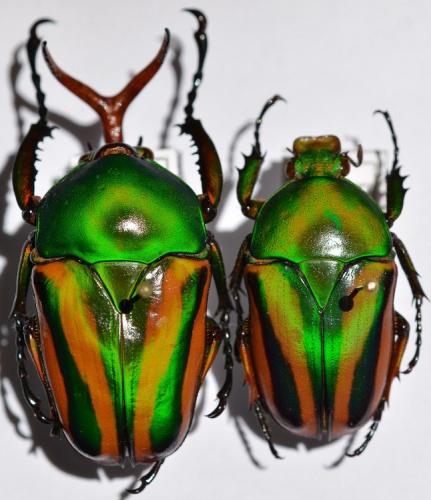 Réf. 252 357 : Eudicella gralli
